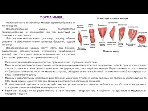 ФОРМА МЫШЦ Наиболее часто встречаются мышцы веретенообразные и лентовидные. Веретенообразные