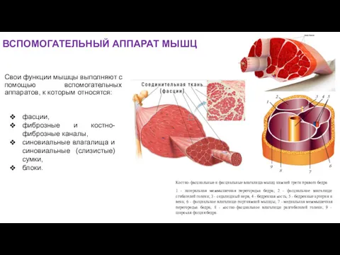 ВСПОМОГАТЕЛЬНЫЙ АППАРАТ МЫШЦ Свои функции мышцы выполняют с помощью вспомогательных