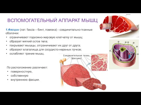 ВСПОМОГАТЕЛЬНЫЙ АППАРАТ МЫШЦ 1.Фасции (лат. fascia – бинт, повязка) -