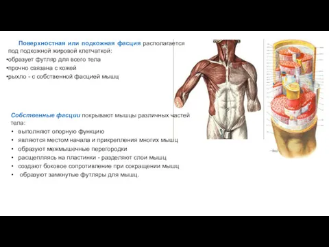 Собственные фасции покрывают мышцы различных частей тела: выполняют опорную функцию