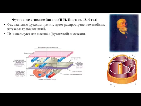 Футлярное строение фасций (Н.И. Пирогов, 1840 год) Фасциальные футляры препятствуют