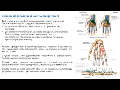 Каналы (фиброзные и костно-фиброзные) Каналы (фиброзные и костно-фиброзные) имеются в