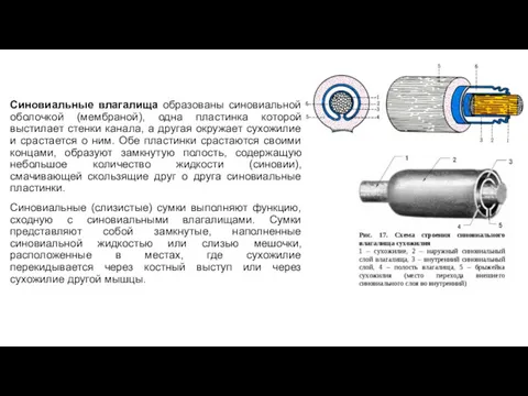 Синовиальные влагалища образованы синовиальной оболочкой (мембраной), одна пластинка которой выстилает