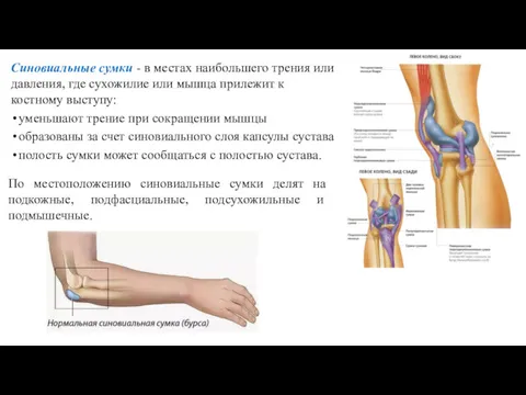 Синовиальные сумки - в местах наибольшего трения или давления, где