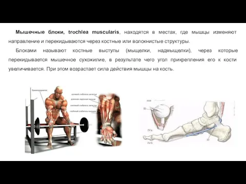 Мышечные блоки, trochlea muscularis, находятся в местах, где мышцы изменяют