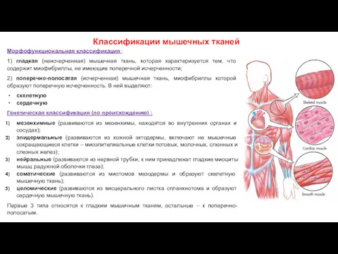 Классификации мышечных тканей Морфофункциональная классификация : 1) гладкая (неисчерченная) мышечная