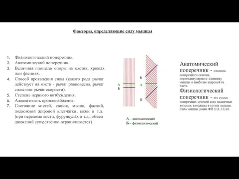 Физиологический поперечник. Анатомический поперечник. Величина площади опоры на костях, хрящах