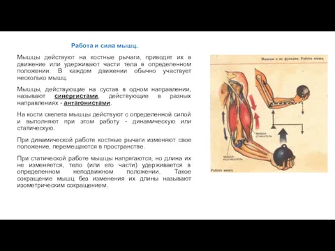 Работа и сила мышц. Мышцы действуют на костные рычаги, приводят
