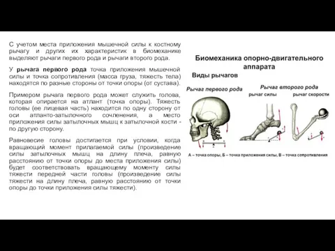 С учетом места приложения мышечной силы к костному рычагу и