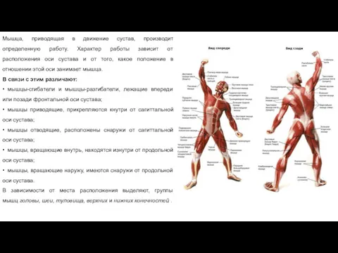 Мышца, приводящая в движение сустав, производит определенную работу. Характер работы