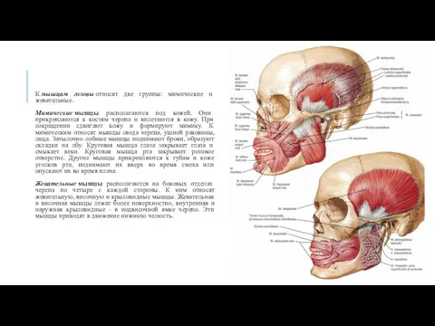 К мышцам головы относят две группы: мимические и жевательные. Мимические