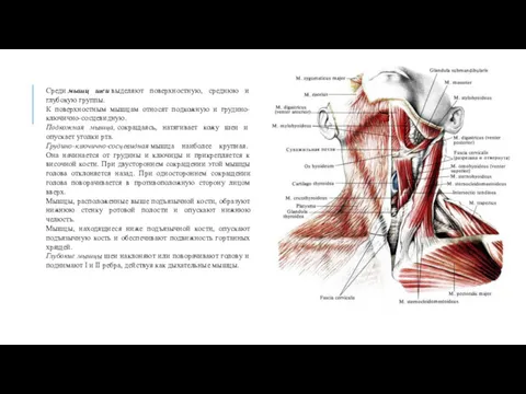 Среди мышц шеи выделяют поверхностную, среднюю и глубокую группы. К