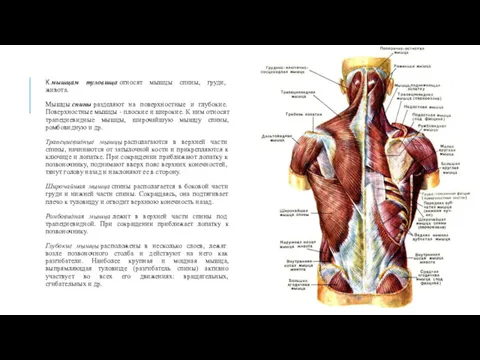 К мышцам туловища относят мышцы спины, груди, живота. Мышцы спины