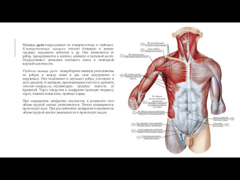 Мышцы груди подразделяют на поверхностные и глубокие. К поверхностным мышцам