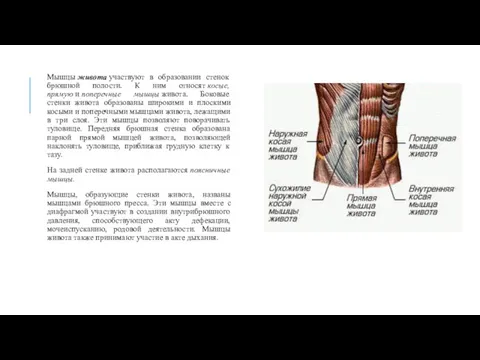 Мышцы живота участвуют в образовании стенок брюшной полости. К ним