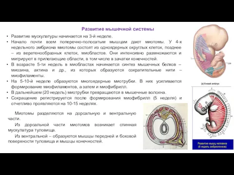 Развитие мышечной системы Развитие мускулатуры начинается на 3-й неделе. Начало