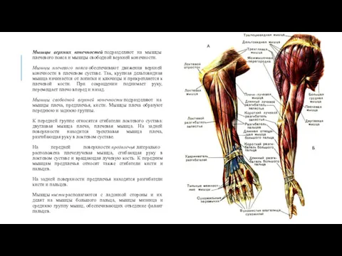 Мышцы верхних конечностей подразделяют на мышцы плечевого пояса и мышцы