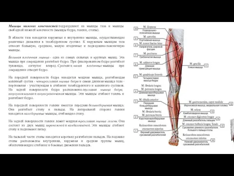 Мышцы нижних конечностей подразделяют на мышцы таза и мышцы свободной
