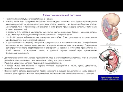 Развитие мышечной системы Развитие мускулатуры начинается на 3-й неделе. Начало