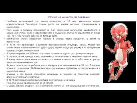 Развитие мышечной системы Наиболее интенсивный рост мышц происходит в 1-2