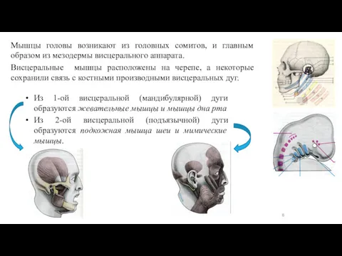 Мышцы головы возникают из головных сомитов, и главным образом из