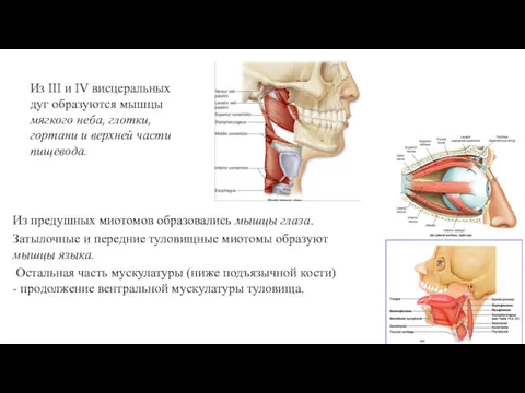 Из III и IV висцеральных дуг образуются мышцы мягкого неба,