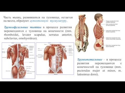 Часть мышц, развившихся на туловище, остается на месте, образуют аутохтонную