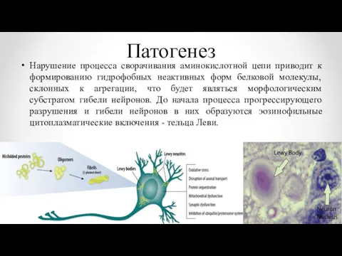 Патогенез Нарушение процесса сворачивания аминокислотной цепи приводит к формированию гидрофобных