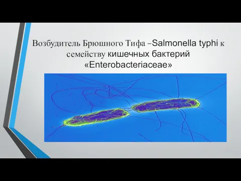 Возбудитель Брюшного Тифа –Salmonella typhi к семейству кишечных бактерий «Enterobacteriaceae»