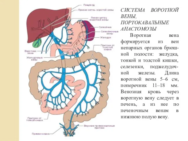 СИСТЕМА ВОРОТНОЙ ВЕНЫ, ПОРТОКАВАЛЬНЫЕ АНАСТОМОЗЫ Воротная вена формируется из вен