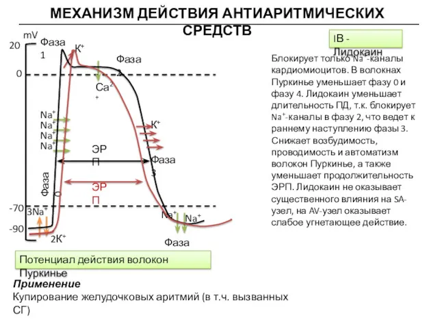 МЕХАНИЗМ ДЕЙСТВИЯ АНТИАРИТМИЧЕСКИХ СРЕДСТВ mV 20 0 -70 -90 ЭРП