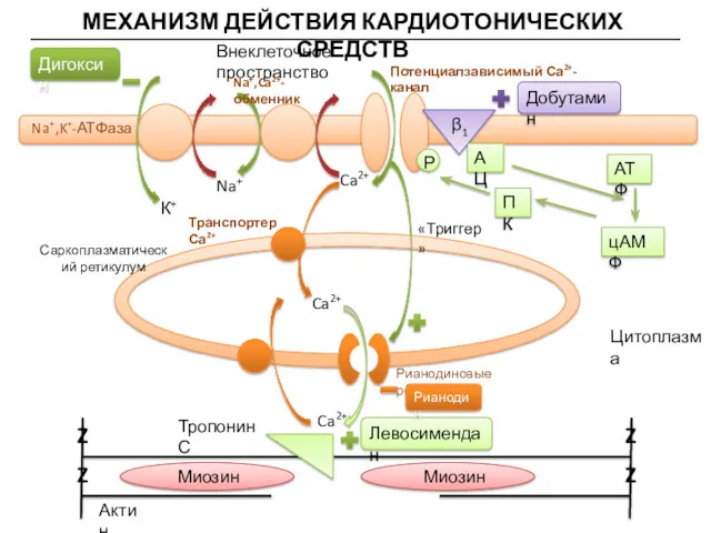 МЕХАНИЗМ ДЕЙСТВИЯ КАРДИОТОНИЧЕСКИХ СРЕДСТВ Внеклеточное пространство Цитоплазма К+ Na+ Ca2+