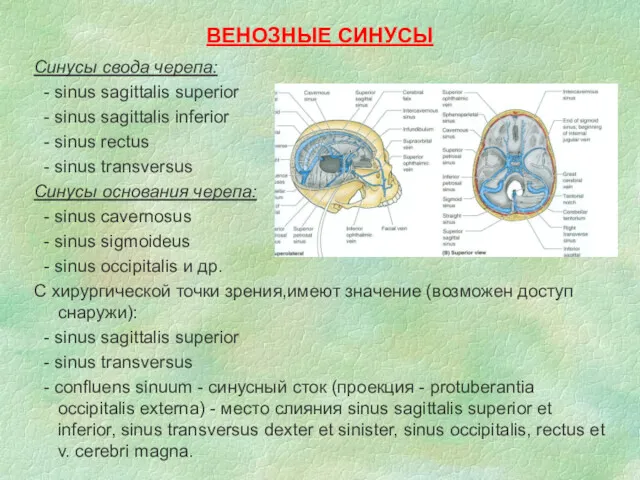 ВЕНОЗНЫЕ СИНУСЫ Синусы свода черепа: - sinus sagittalis superior - sinus sagittalis inferior