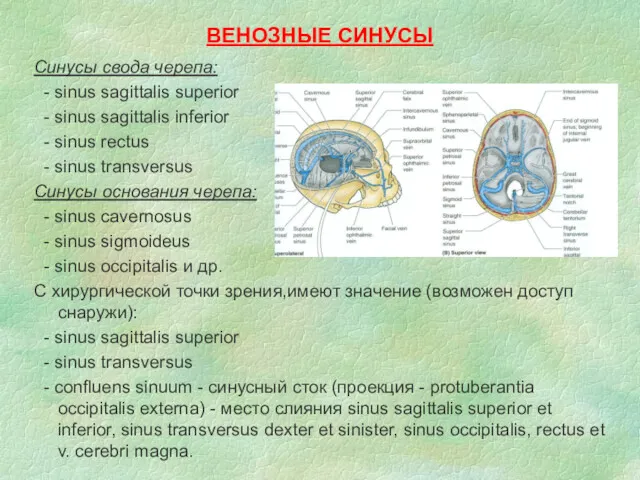 ВЕНОЗНЫЕ СИНУСЫ Синусы свода черепа: - sinus sagittalis superior -