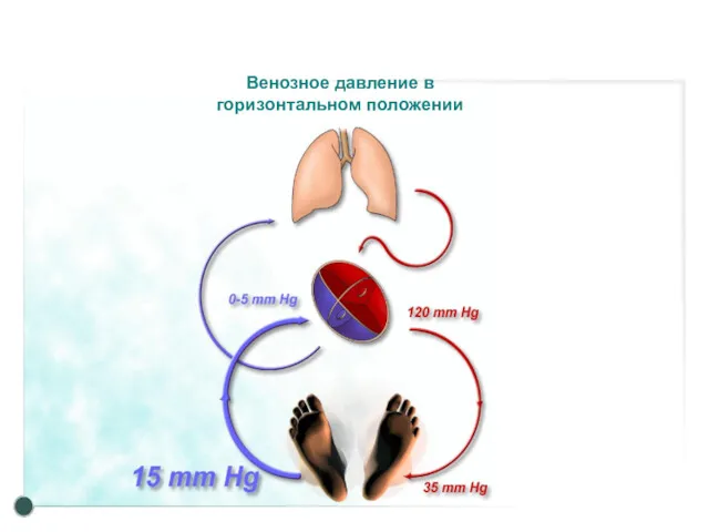 Венозное давление в горизонтальном положении