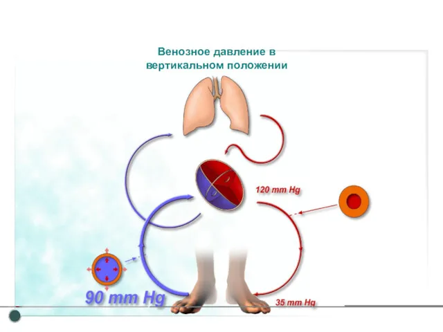 Венозное давление в вертикальном положении Физиология венозной системы