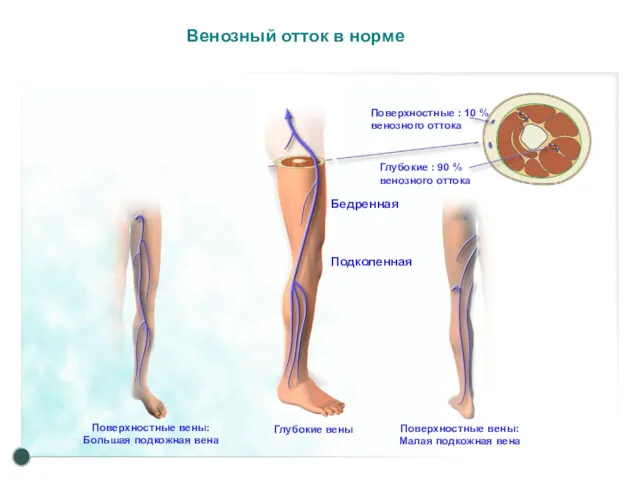 Венозный отток в норме Поверхностные : 10 % венозного оттока