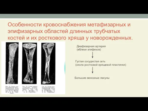 Особенности кровоснабжения метафизарных и эпифизарных областей длинных трубчатых костей и