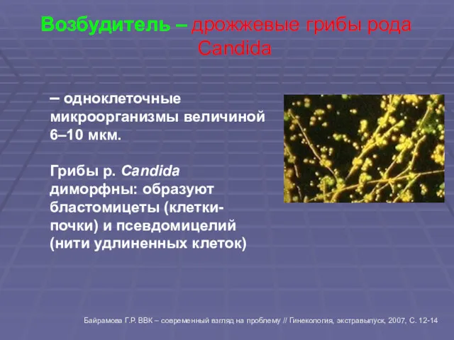 – одноклеточные микроорганизмы величиной 6–10 мкм. Грибы р. Candida диморфны: