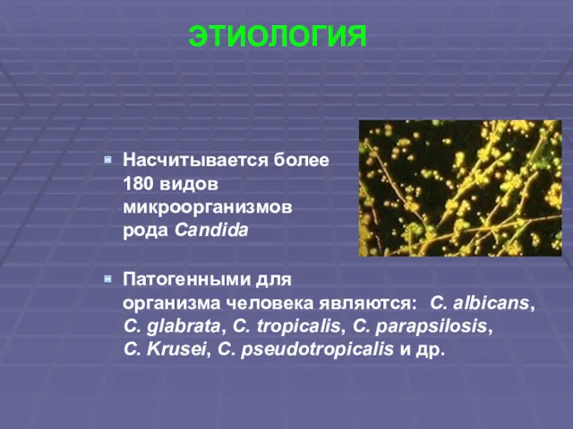 ЭТИОЛОГИЯ Насчитывается более 180 видов микроорганизмов рода Candida Патогенными для