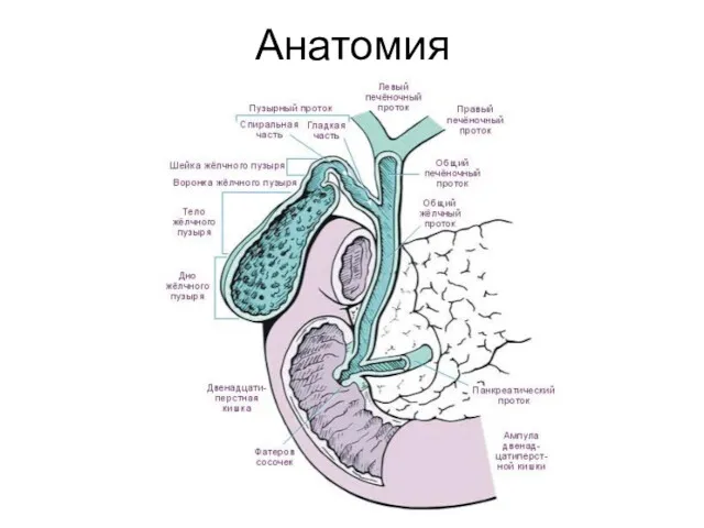 Анатомия