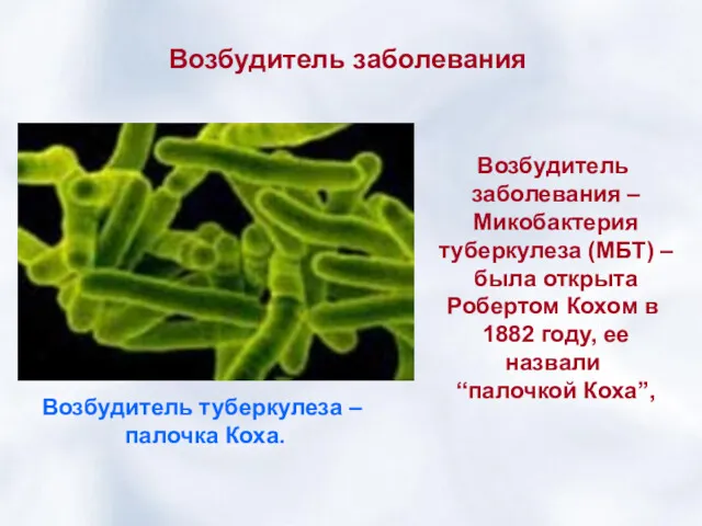 Возбудитель заболевания Возбудитель заболевания – Микобактерия туберкулеза (МБТ) – была