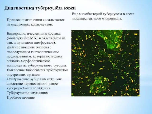Вид микобактерий туберкулеза в свете люминесцентного микроскопа. Диагностика туберкулёза кожи