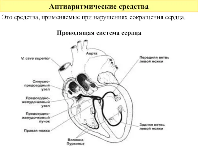 Антиаритмические средства Это средства, применяемые при нарушениях сокращения сердца. Проводящая система сердца