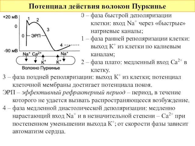 Потенциал действия волокон Пуркинье 0 – фаза быстрой деполяризации клетки: