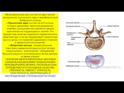 Межпозвоночный диск состоит из двух частей: центральной- пульпозного ядра и