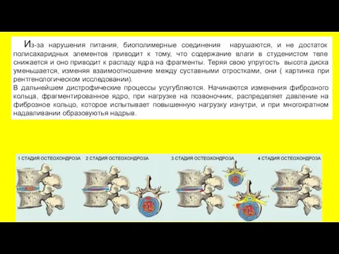 Из-за нарушения питания, биополимерные соединения нарушаются, и не достаток полисахаридных