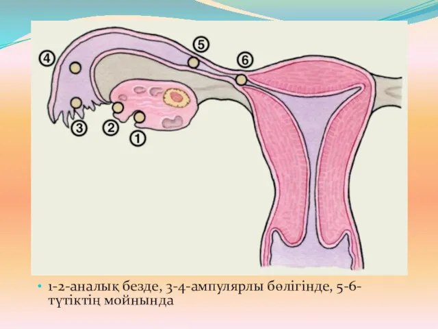 1-2-аналық безде, 3-4-ампулярлы бөлігінде, 5-6- түтіктің мойнында