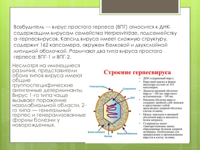 Несмотря на имеющиеся различия, представители обоих типов вируса имеют общие