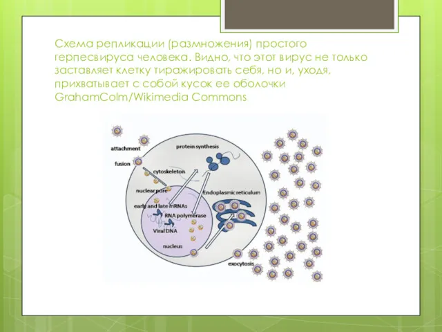 Схема репликации (размножения) простого герпесвируса человека. Видно, что этот вирус